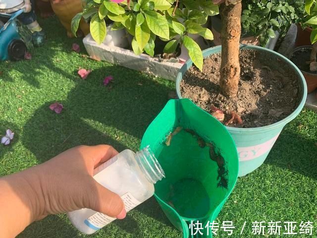 3种花都是“酸水”喂大的,每月浇点醋,黄叶消失,花满枝