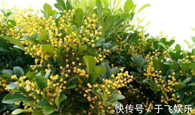 阳台养盆“米兰花”,胜似天然香水,晒一晒,味更大!