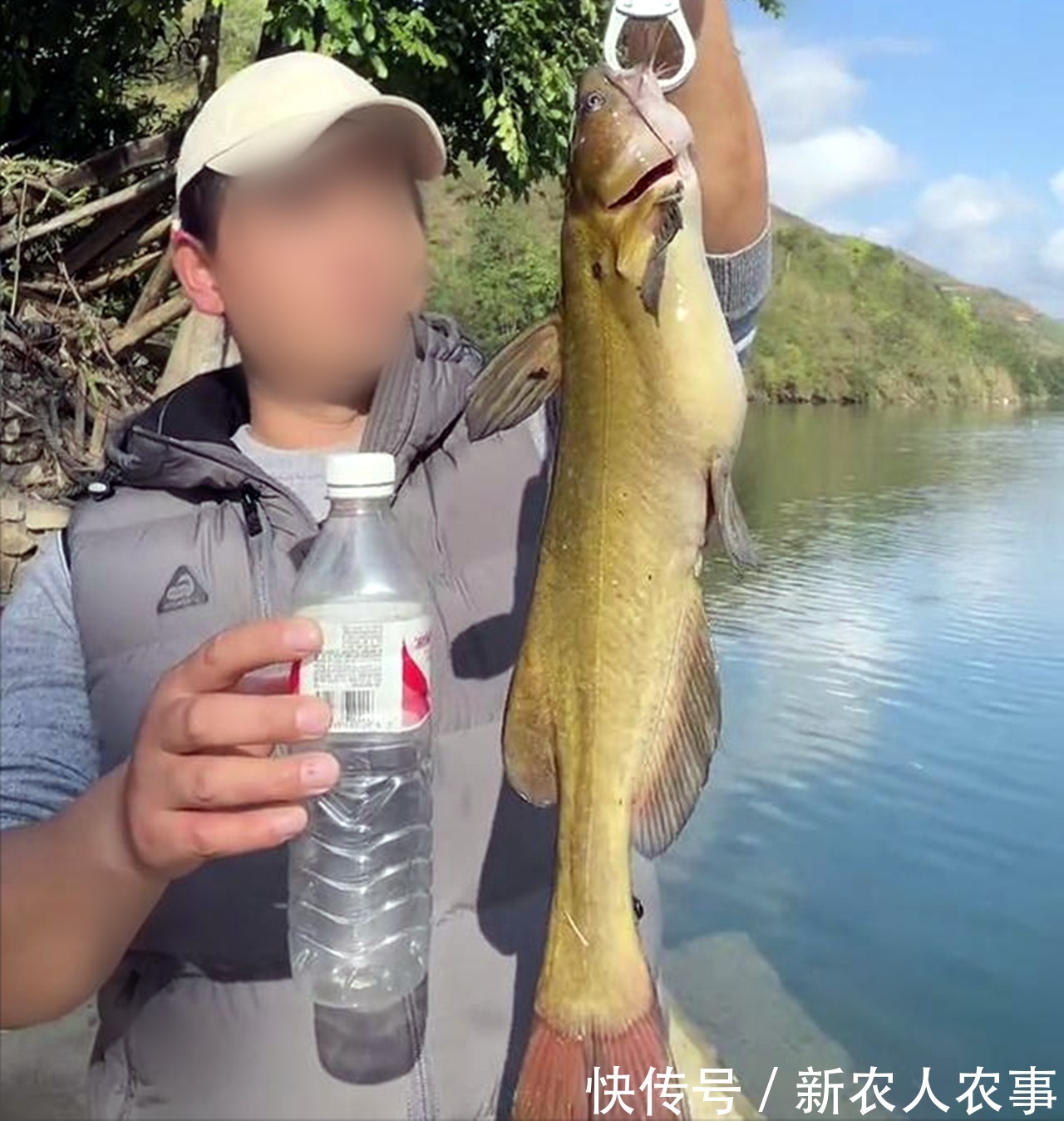 黄颡鱼王|半米长3斤重,男子户外野钓意外收获“黄颡鱼王”,最后如此处置