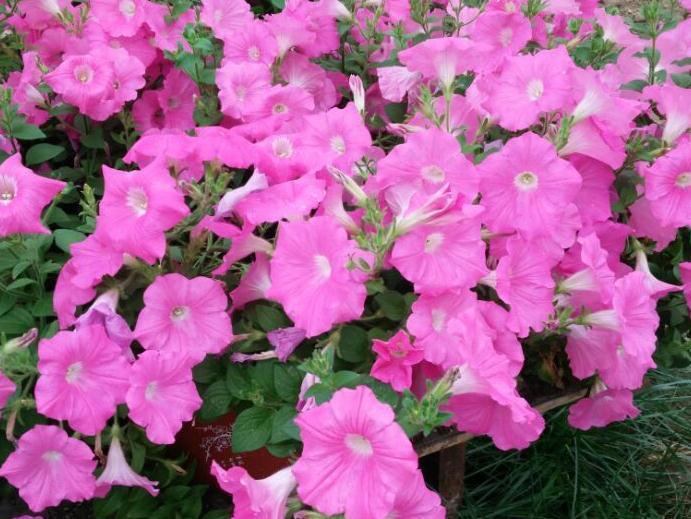 一种可以开一整年的花卉盆栽,你有了解过嘛