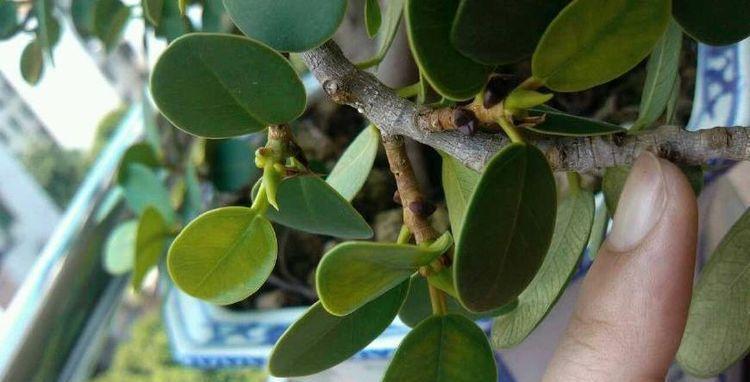 大妈养一株“象鼻”盆景,从没人要变“万元级”,才花3个月