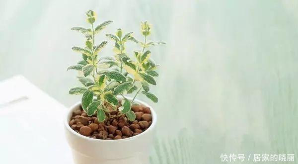 解决|土壤板结不必再换土了,简单一招教你完美解决