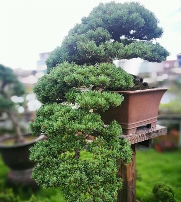 这4种“盆景树”,不仅观赏性高,寿命还特别长,越养越值钱