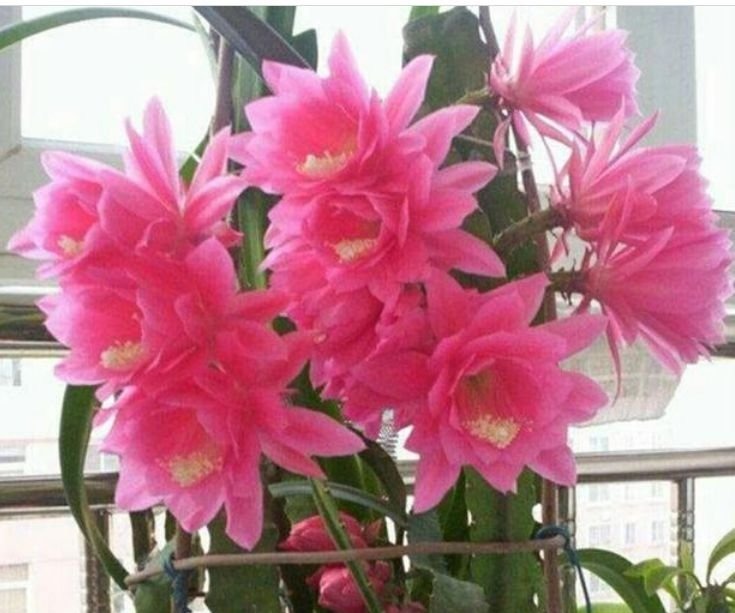 养花就养这几款,好养易开花,花香四溢飘满屋,美爆了