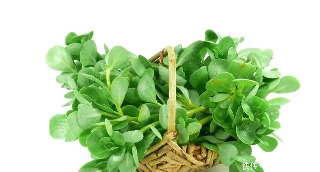 种植马齿苋|农村遍地都是的马齿苋,为啥功效这么大?老农:现在都人工种植!