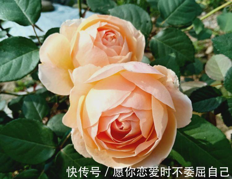 大岩桐|4种花不易生病好养护，开花爆盆很简单，入手不后悔