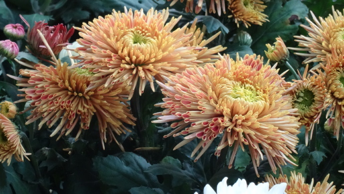 喜欢菊花，不如养盆“珍品名菊”蜡菊，花型大气，素雅耐看！