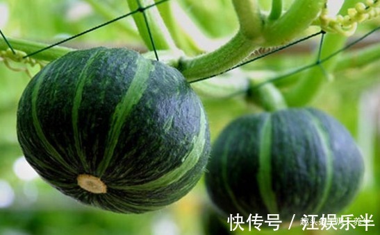 长寿老人|长寿老人爱吃的此种食物,降血糖,降血压,早知早受益