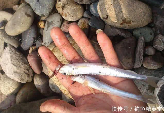 水河|大别山下,淠水河中,此鱼甚多,我们本地人叫它“船钉”