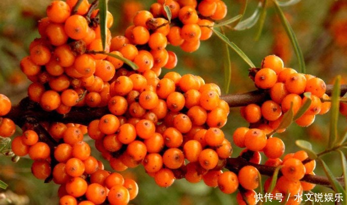 农民叫一种野果为“救命果”,吃一点防心脏病、能抗癌、治失眠!