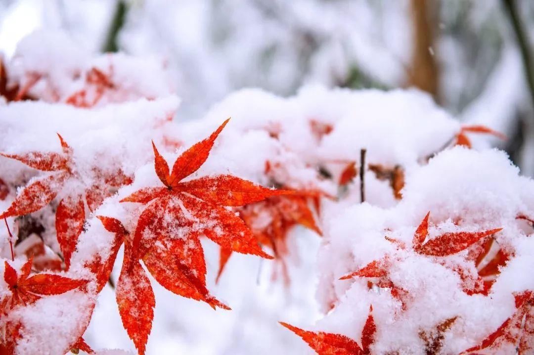  电台|【怀化电台】星主播说节气｜今日冬至