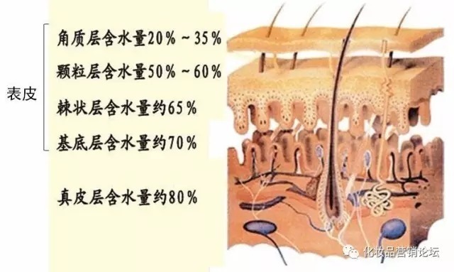 面霜|为什么要用面霜?面霜知识大汇总!