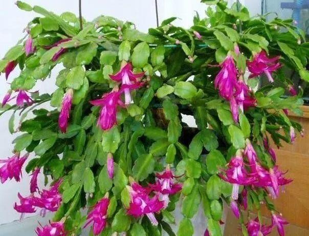 病因|蟹爪兰不开花,叶子还发蔫褶皱该怎么办摸清病因,轻松治愈