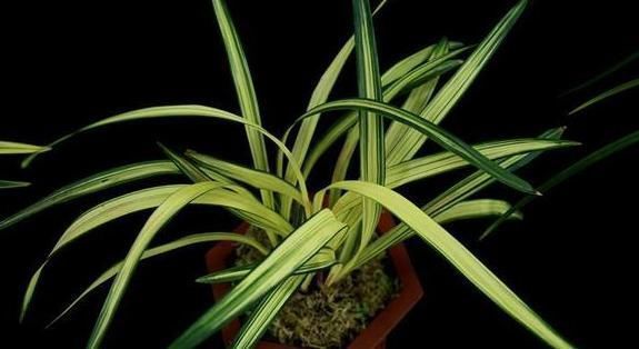 垃圾桶旁边的兰花捡回家,做好6点,让抛弃者后悔