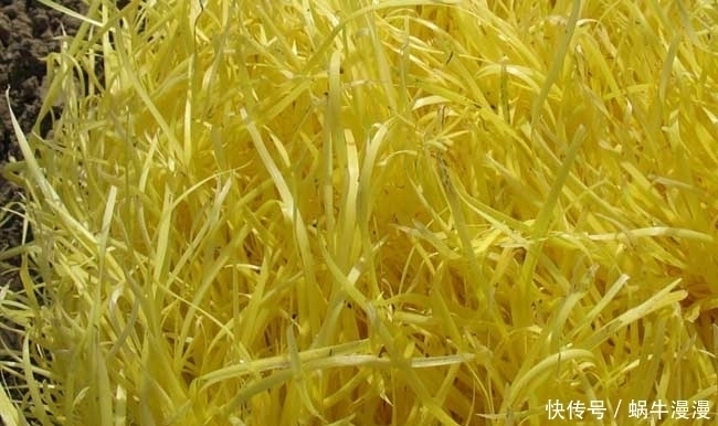 立秋后,吃韭黄好处多,但不要与一物同食,却有很多人不清楚
