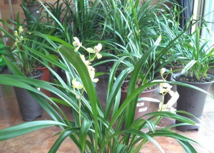 出门随手捡“3物”回来,丢兰花盆里,营养又透气,不烂根开花多