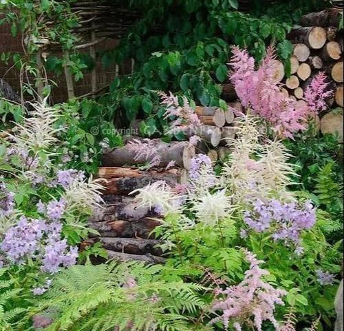 5种“阴暗花”，藏在角落里，年年自行繁殖，也能开成“仙花树”