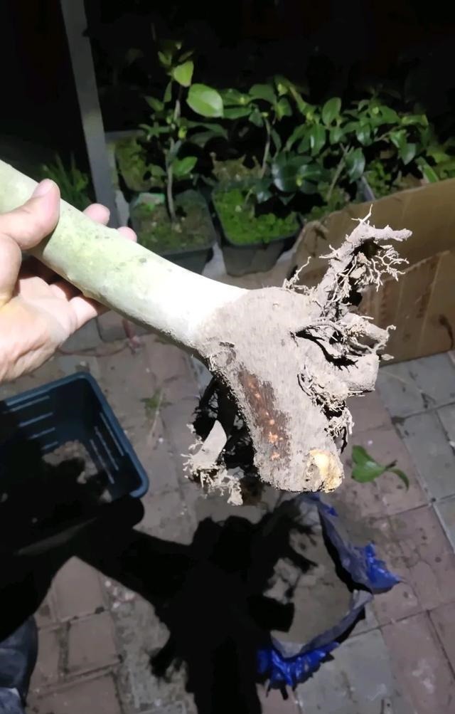 买的花总不活,秘密全在花盆里,搬起来看看才知道!