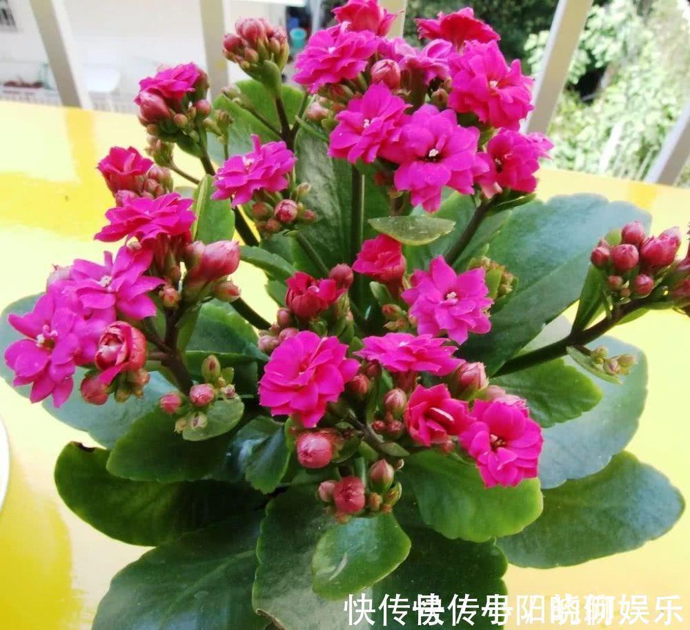 复合肥|6种漂亮花，都有“好寓意”，喜欢的话养一盆，吉祥又大气