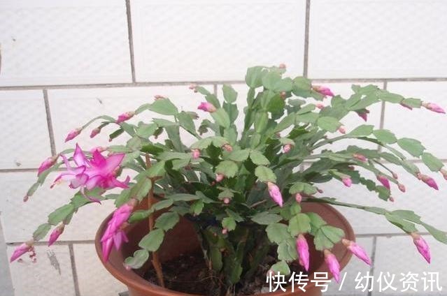 浇水|蟹爪兰怎么养才能开花蟹爪兰催花小妙招，养好了一年可开3次