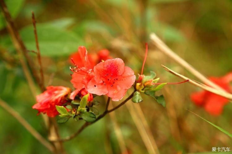 杜鹃花开芬芳自来。