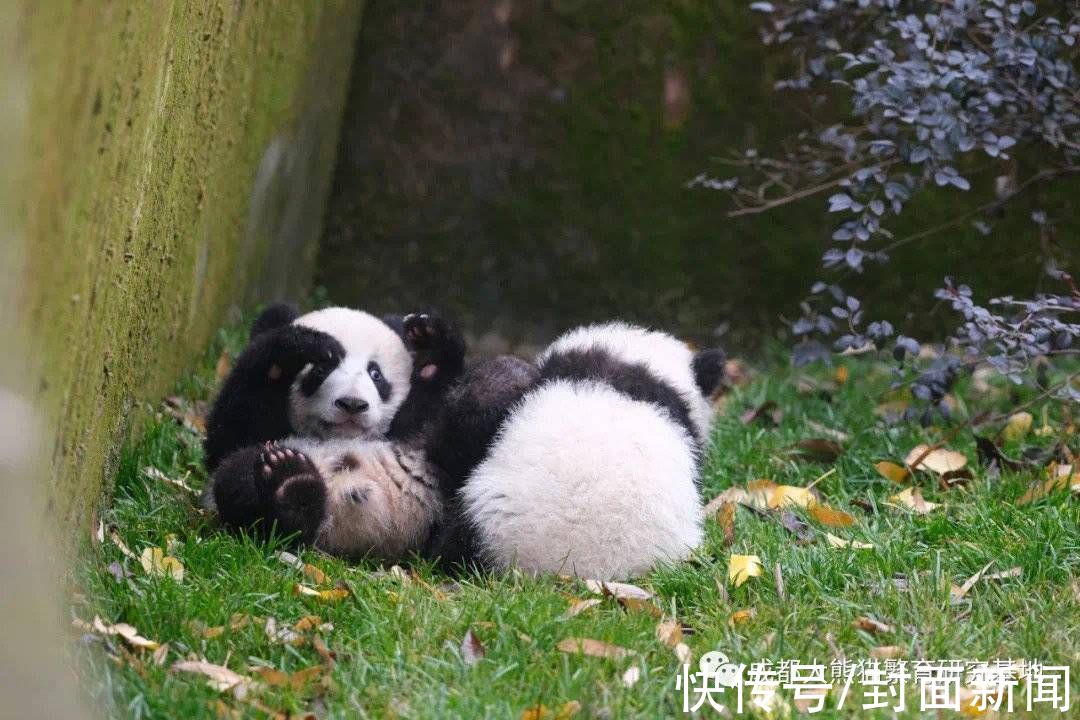 试运营|成都熊猫基地扩建区正式开园试运营 官方建议游客从南大门入园