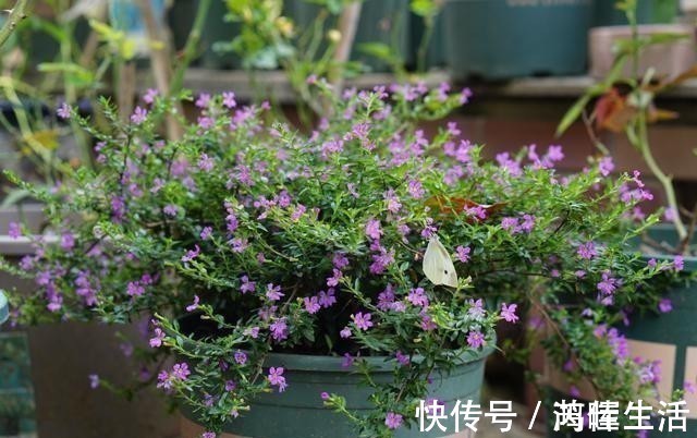 一款很耐热的盆栽花，适合夏天种，终年常绿，四季开花，值得入手