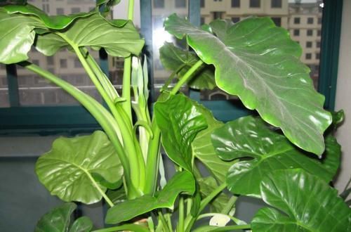 家里养花要谨慎,这2种花不能随便养,养了赶紧搬出去!