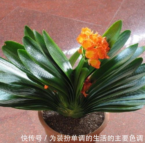 养君子兰重点在于浇水，掌握好它的习性，叶绿花红花期长