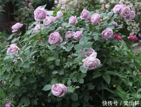 品种|100个月季品种,千姿百态,每个都很漂亮,图名并茂,值得收藏