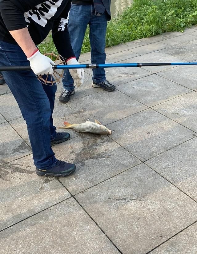 禁渔期，湘江仍有不少锚鱼人，一米长的鱤鱼硬拉上岸