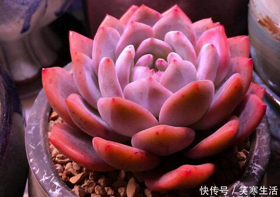 达摩福娘|这“三多肉”入冬就开挂，叶片自带“香气”，遇水疯长憋成小老桩