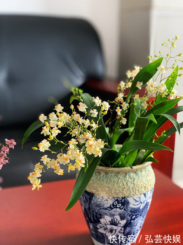“稀有花卉”变色郁金香,花开会变色,唯美多姿,堪称精品