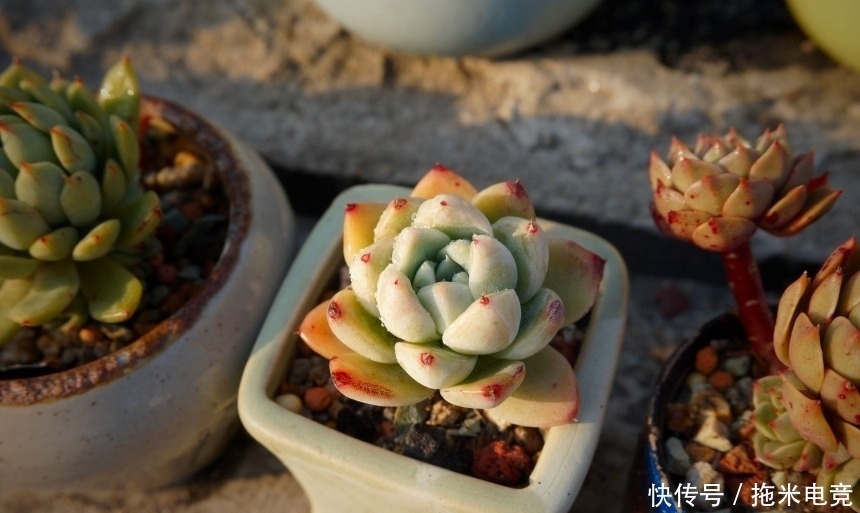 春天，去天台赏肉