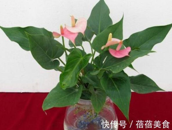 室内光照少,养盆花叶具美的红掌吧,学会5个方法,全年开花不断