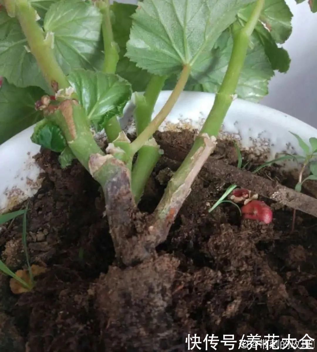 浇水|9种花,夏天休眠了,一定少浇水,否则越浇越死