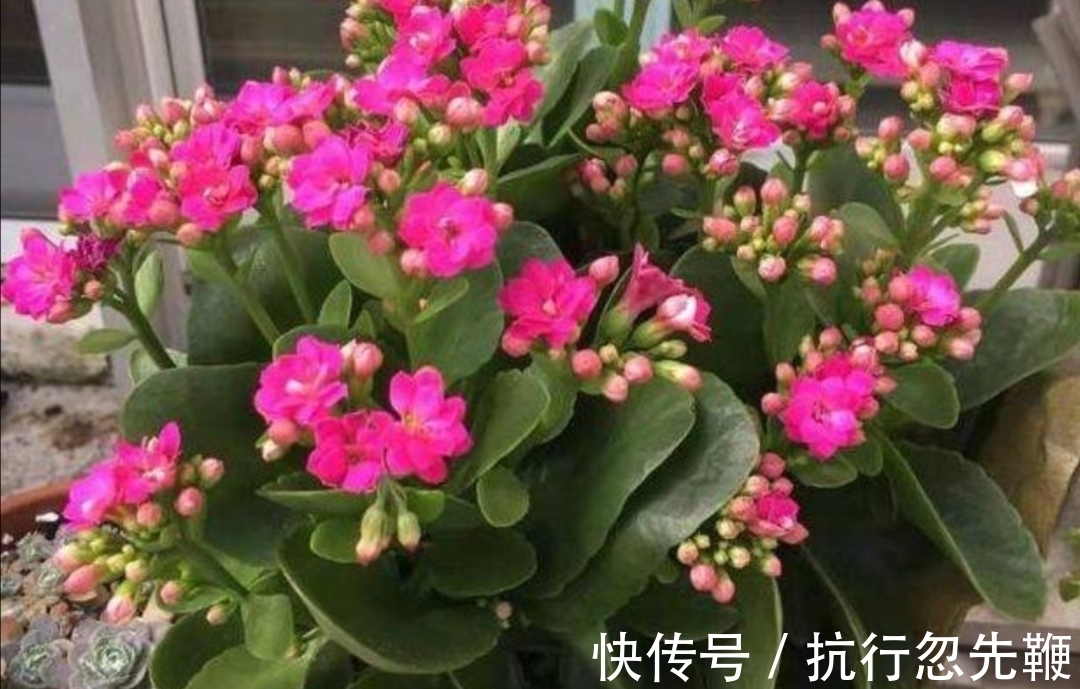 花友们都喜爱的“2种花”,开花漂亮又好养,还能大量繁殖