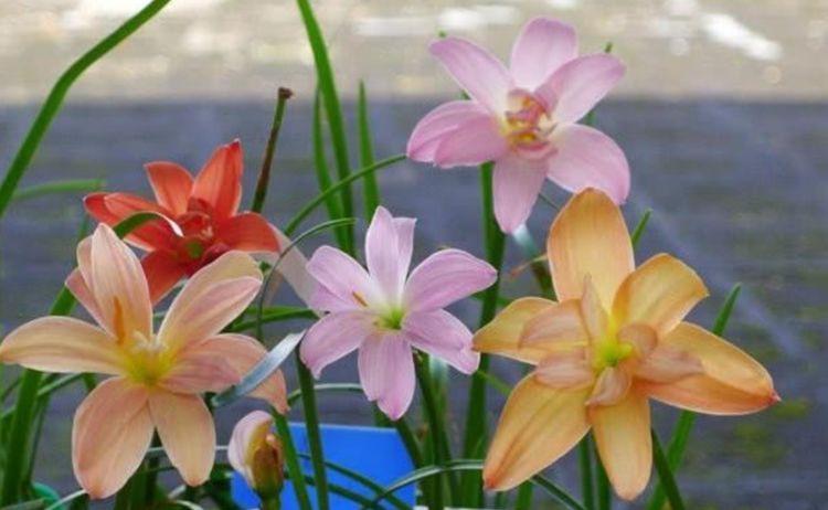 懒人最适合养4种花,几块钱1盆,放阳台,开爆一整年!