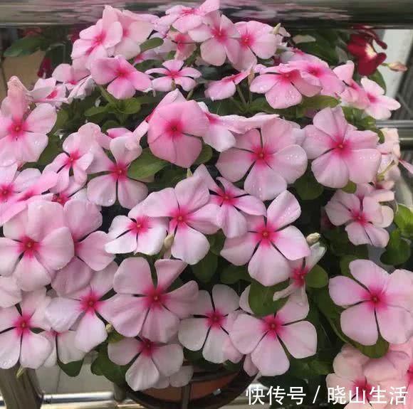 繁殖|5种花现在插土里,下个月就开花,再热也不怕,别错过了
