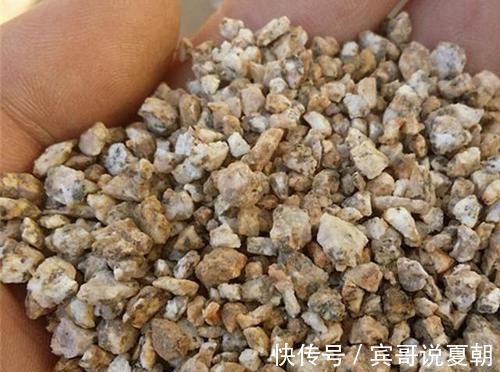 扦插|蛭石只有两个作用,在养花的过程中这两个作用表现良好