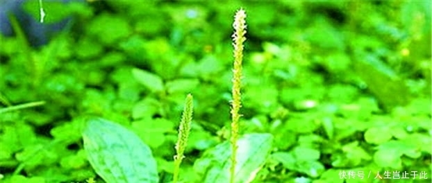 《诗经》神作,不见一个乐字,读完却叫人欢快得不行