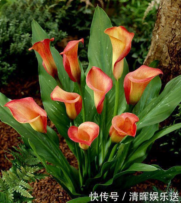 观赏价值|“嗜水如命”的5种花，全靠水续命，停水就枯萎！新手尤其要注意