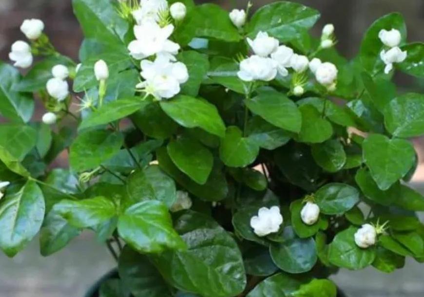 家里只养4种健康花,食用美化环境两不误