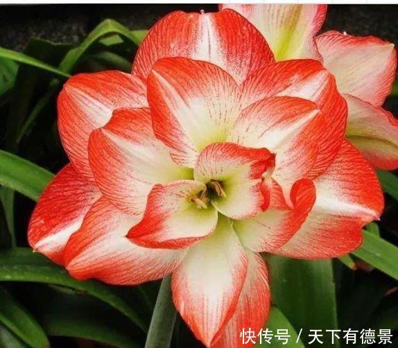 4种花适合新手养,不用费心,就能长的特别好,夏季也能疯长不停