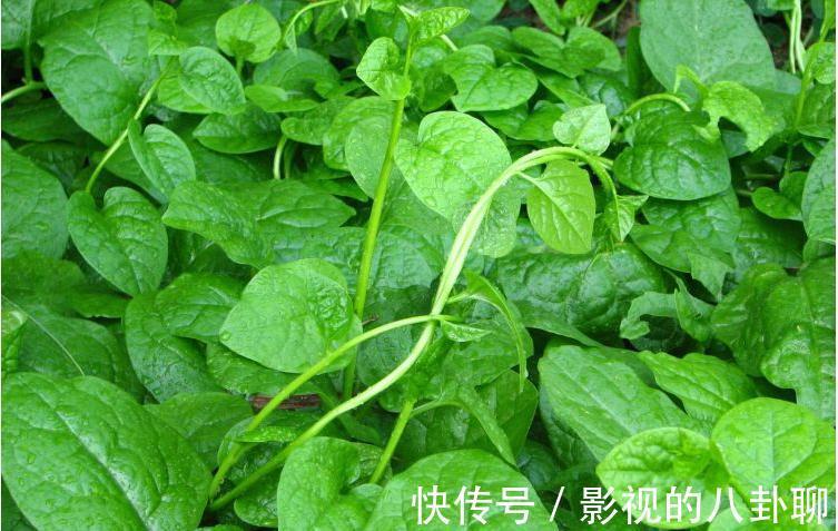 胭脂菜|农村常吃一种野菜，每天散步身体棒，胭脂菜你们可吃过？