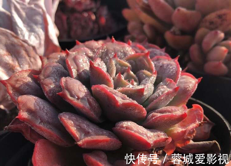 秋季雨水多，养多肉该不该淋雨？摸清这些前提，越养越漂亮