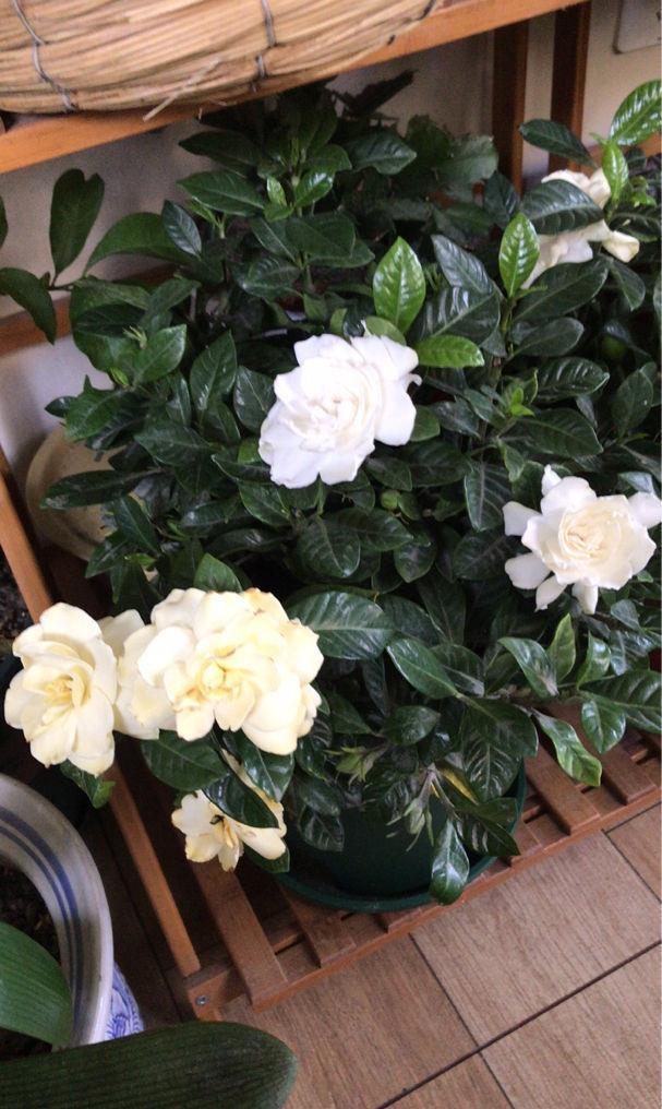 茉莉花生虫子用什么药