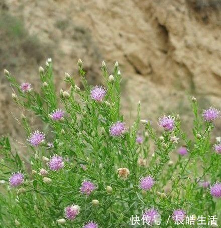 克星&它是风湿关节炎的克星，学名“顶羽菊”，农村很常见，遇到别错过