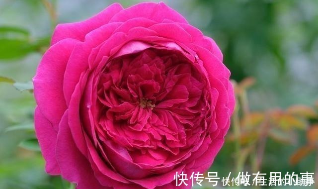 名称|25款包子型月季,花开永不败,大花好养又丰花,新手推荐种植!