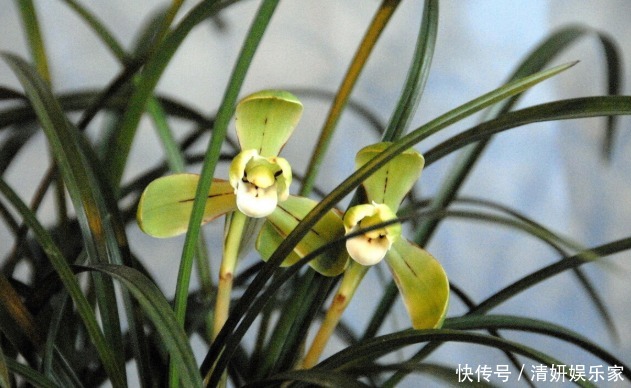 兰花凋谢后,早做3件事,新芽还比老苗多